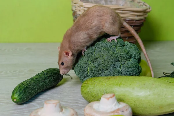 Rat Dumbo Décoratif Beige Est Assis Sur Des Légumes Une — Photo