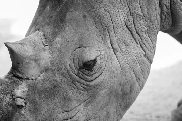 Rhinos — Stock Photo, Image