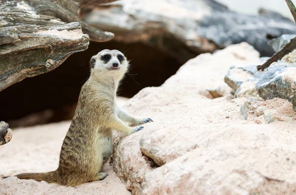 Meerkat — Stock Photo, Image