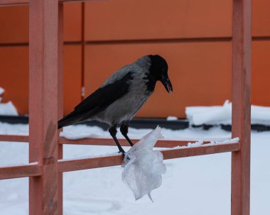 Hayvanlara örnek olarak ekoloji