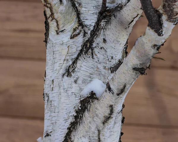 Birch Localização Das Montanhas Urais — Fotografia de Stock