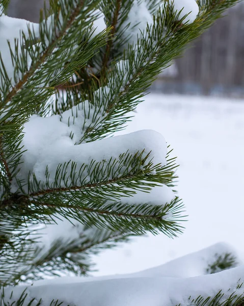 Sert Ural bölgesinde ağaç