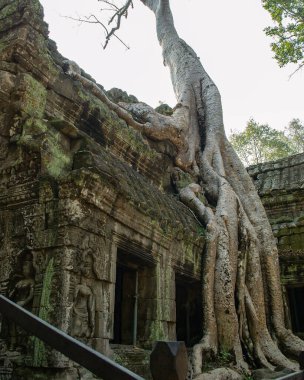 Kamboçya, Angkor Wat ormanında terk edilmiş bir şehir..