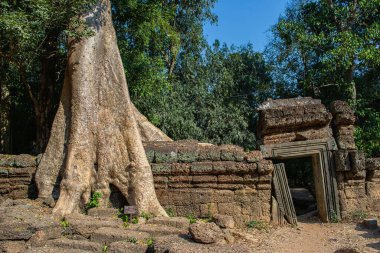 Kamboçya, Angkor Wat ormanında terk edilmiş bir şehir..
