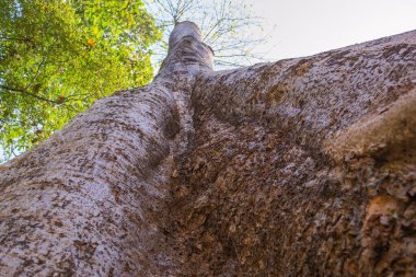 Kamboçya, Angkor Wat ormanında terk edilmiş bir şehir..