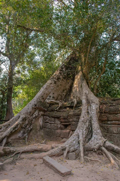 柬埔寨 吴哥窟丛林中的一座被遗弃的城市 — 图库照片