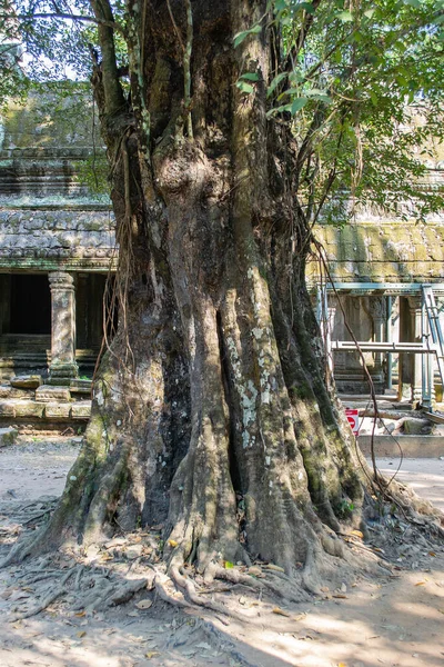 柬埔寨 吴哥窟丛林中的一座被遗弃的城市 — 图库照片