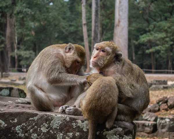 Kamboja Seekor Monyet Hutan Liar — Stok Foto