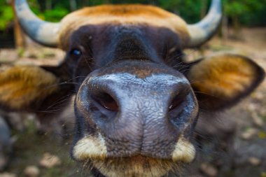 Pattaya yakınlarındaki Tayland 'da bir hayvanat bahçesi ve bir sürü hayvan..