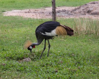 Pattaya yakınlarındaki Tayland 'da bir hayvanat bahçesi ve bir sürü hayvan..