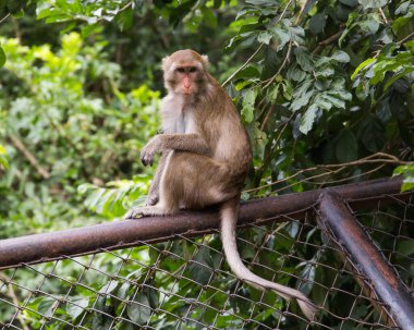 Pattaya yakınlarındaki Tayland 'da bir hayvanat bahçesi ve bir sürü hayvan..