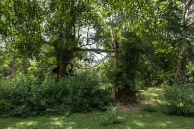 Pattaya yakınlarındaki Tayland 'da bir hayvanat bahçesi ve bir sürü hayvan..