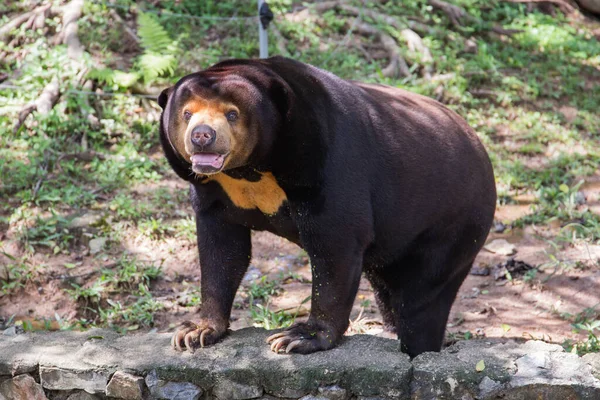 Uno Zoo Thailandia Vicino Pattaya Una Vasta Selezione Animali — Foto Stock