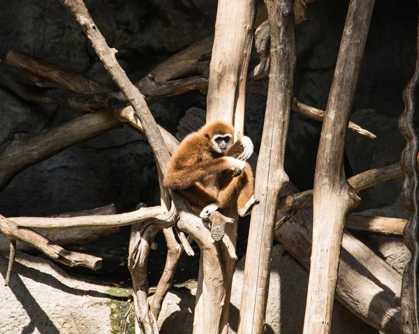 Ein Zoo Thailand Der Nähe Von Pattaya Und Eine Große — Stockfoto