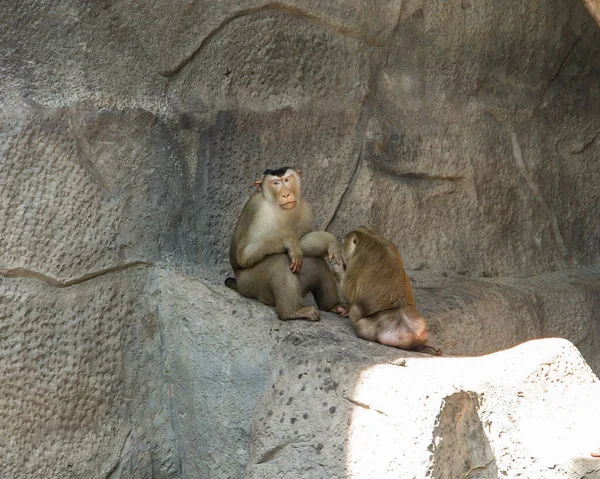 Zoológico Tailândia Perto Pattaya Uma Grande Seleção Animais — Fotografia de Stock