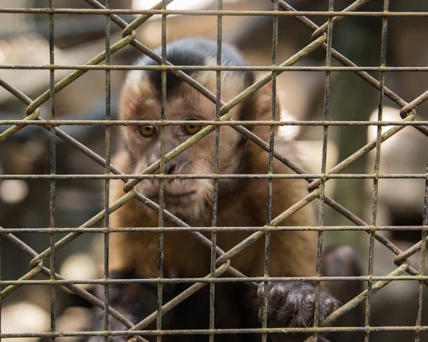 Uno Zoo Thailandia Vicino Pattaya Una Vasta Selezione Animali — Foto Stock