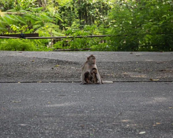 Uno Zoo Thailandia Vicino Pattaya Una Vasta Selezione Animali — Foto Stock