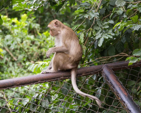 Ein Zoo Thailand Der Nähe Von Pattaya Und Eine Große — Stockfoto