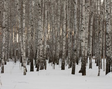Ural doğa Chelyabinsk 'ten çok uzak değil.