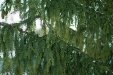 Ural doğa Chelyabinsk 'ten çok uzak değil.