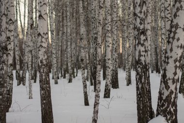 Ural doğa Chelyabinsk 'ten çok uzak değil.