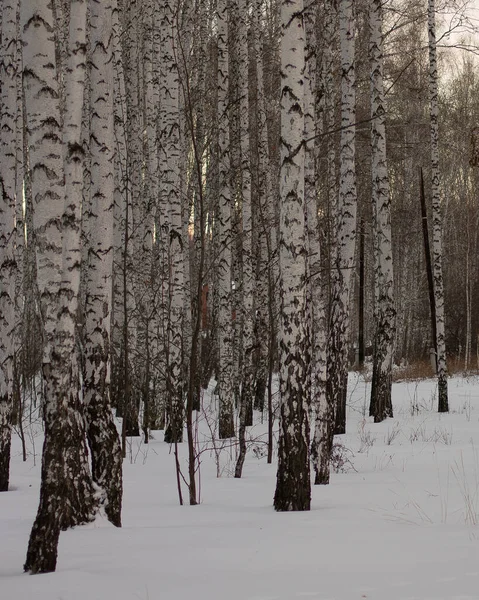 Ural doğa Chelyabinsk 'ten çok uzak değil.