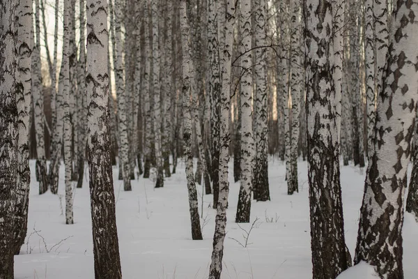 Ural doğa Chelyabinsk 'ten çok uzak değil.