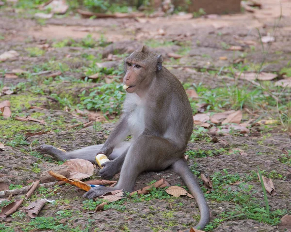 Kamboçya, vahşi ormanda bir maymun.
