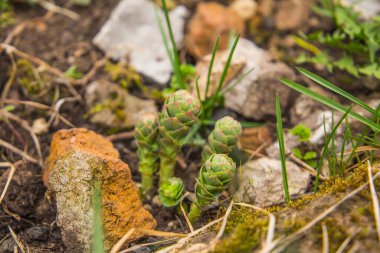 Ural dağlarında Rhodiola Rosea.