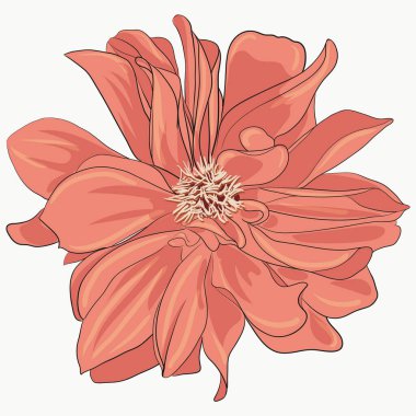 Vektör izole çiçek. Parti tasarımı için gerçekçi bir çiçek. Tebrik kartları, düğün, desen yazdırma için uygun