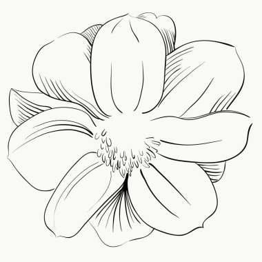 Vektör izole çiçek. Parti tasarımı için gerçekçi bir çiçek.