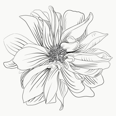 Vektör izole çiçek. Parti tasarımı için gerçekçi bir çiçek.