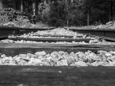 Ormanda siyah beyaz raylar.