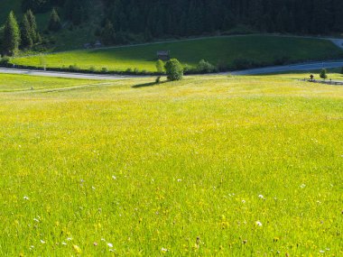 Çiçeklerle dolu güzel çayır.