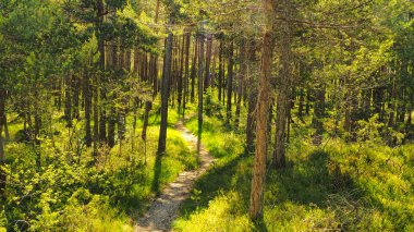 Sessiz bir ormanda yürüyüş yolu.