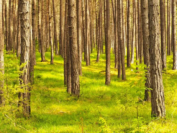 Huzurlu ormanda yürü.