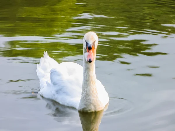 Svanar simmar i dammen — Stockfoto