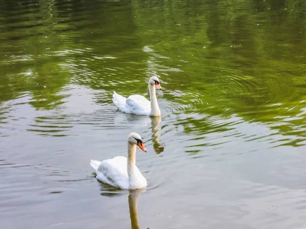 Los cisnes nadan en el estanque —  Fotos de Stock