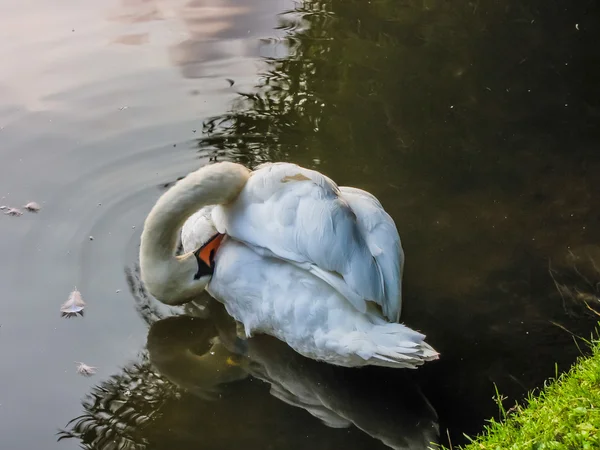 Los cisnes nadan en el estanque —  Fotos de Stock