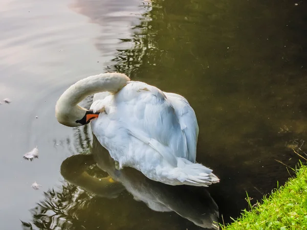 Los cisnes nadan en el estanque —  Fotos de Stock