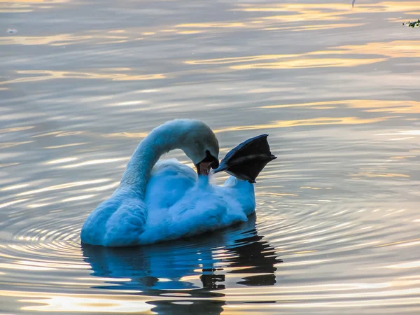 白鳥は池で泳ぐ — ストック写真