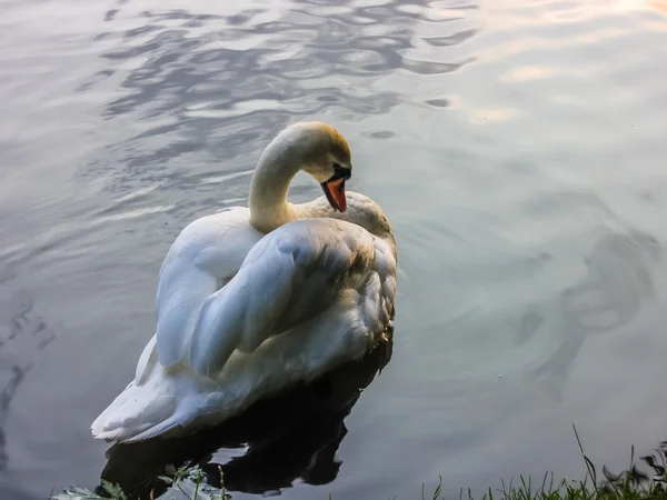 Los cisnes nadan en el estanque —  Fotos de Stock