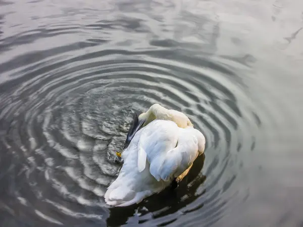 Los cisnes nadan en el estanque —  Fotos de Stock