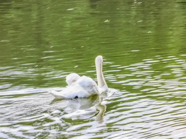 Los cisnes nadan en el estanque —  Fotos de Stock