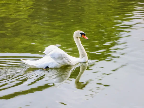 Los cisnes nadan en el estanque —  Fotos de Stock