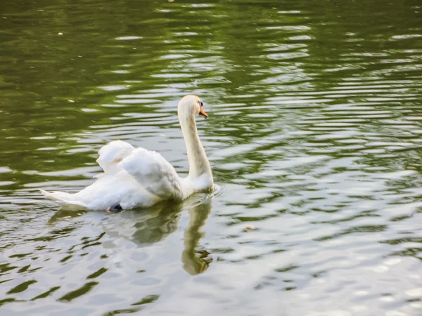 Los cisnes nadan en el estanque —  Fotos de Stock