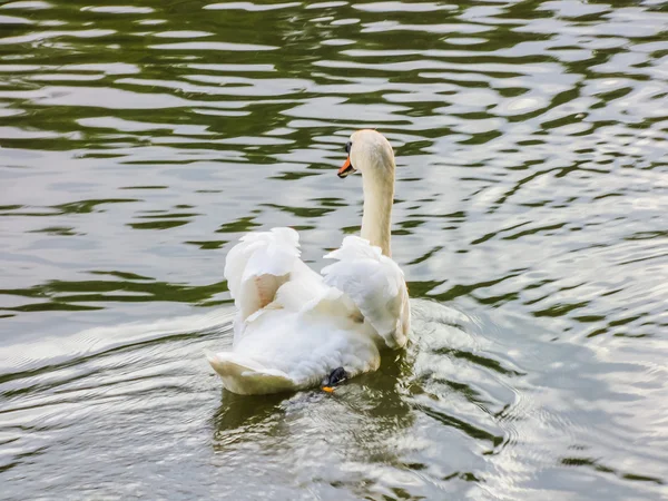 白鳥は池で泳ぐ — ストック写真