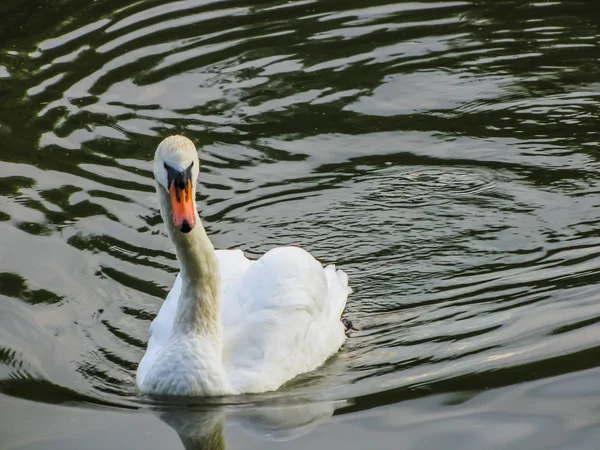 白鳥は池で泳ぐ — ストック写真