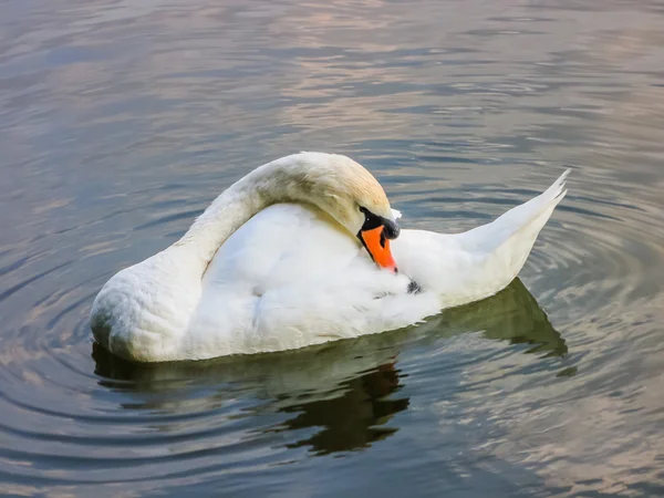 Los cisnes nadan en el estanque —  Fotos de Stock