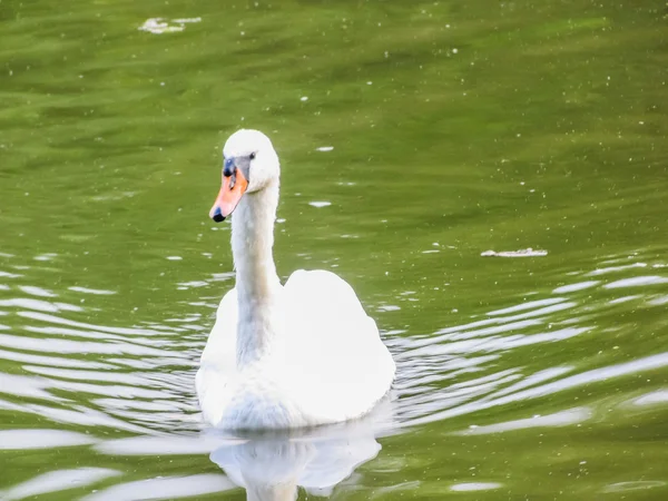 Los cisnes nadan en el estanque —  Fotos de Stock